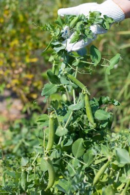 Bezelye ürün. Kadın bezelye toplar. Çok tatlı ve büyük bezelye. Hediyeler yaz
