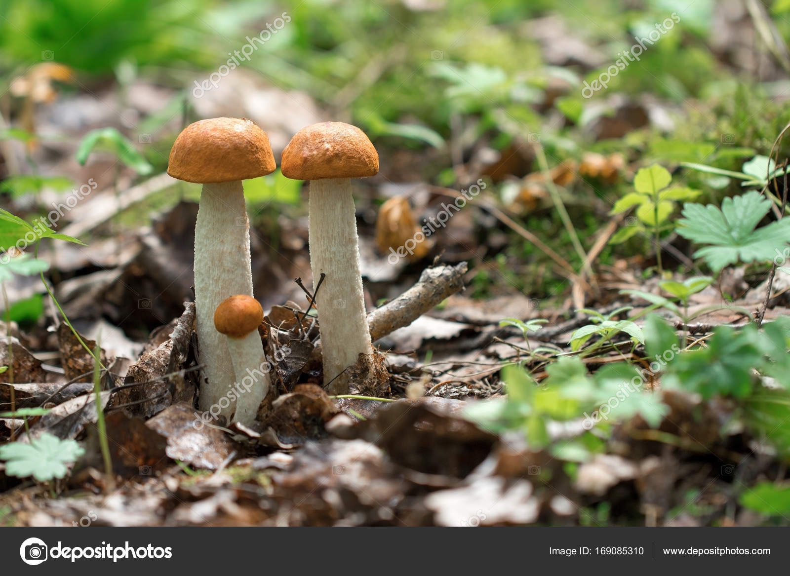 Edible fungi which grows in the wood. Autumn wood. Crop of mushrooms