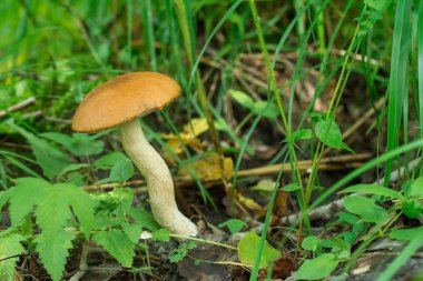 Ormanda yetişen Yenilebilir Mantarlar. Sonbahar ahşap. Kırpma mantar.