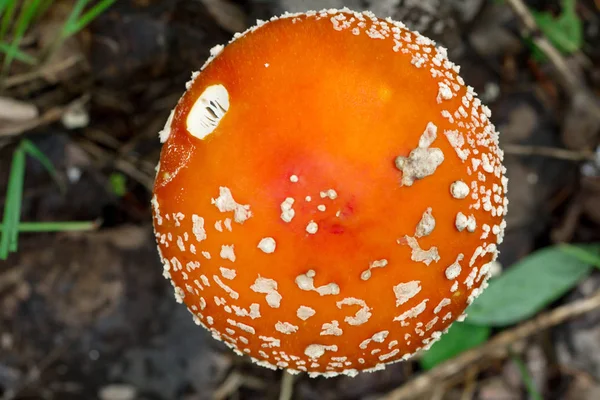 아름 다운 빨간 비행 거리 agaric입니다. 유독한 버섯입니다. 버섯. — 스톡 사진