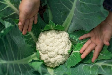 Çok iyi hasat bir karnabahar. Lahana başkanı. Hasat. 