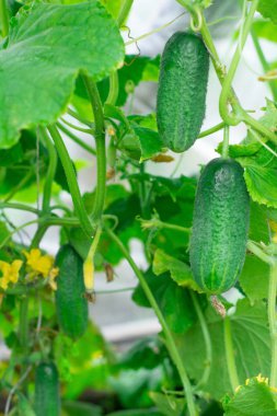 Salatalık. Çok iyi hasat salatalık. Salatalık hasat. Çok lezzetli sebze.