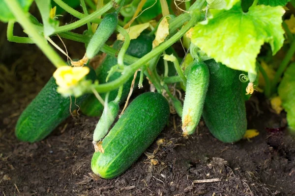 Cucumber. Very good harvest of cucumbers. Harvesting of cucumbers. Very tasty vegetables.