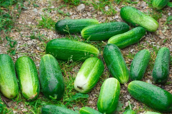 Cucumber. Very good harvest of cucumbers. Harvesting of cucumbers. Very tasty vegetables.