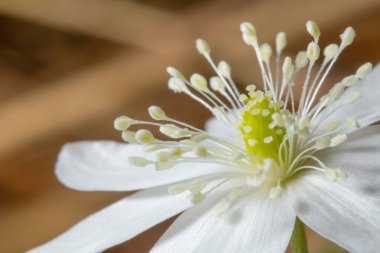 Güzel macrophoto. Kardelen. Karda ilk bahar çiçekleri. Yaban hayatı.