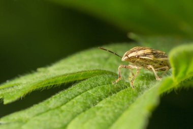 Yaban hayatı. Evren. Güzel böcekler. Böcekler, örümcekler, kelebekler ve diğer güzel böcekler.