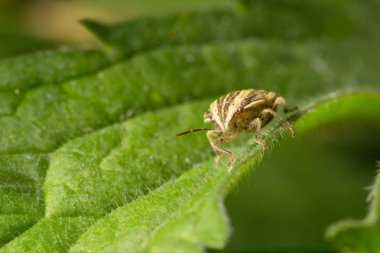 Yaban hayatı. Evren. Güzel böcekler. Böcekler, örümcekler, kelebekler ve diğer güzel böcekler.