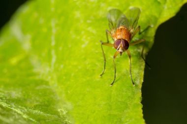Yaban hayatı. Evren. Güzel böcekler. Böcekler, örümcekler, kelebekler ve diğer güzel böcekler.