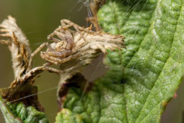 Yaban hayatı. Evren. Güzel böcekler. Böcekler, örümcekler, kelebekler ve diğer güzel böcekler.