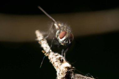 Yaban hayatı. Evren. Güzel böcekler. Böcekler, örümcekler, kelebekler ve diğer güzel böcekler.