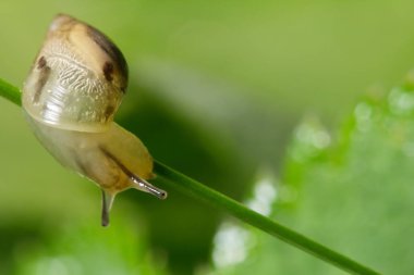 Yaban hayatı. Evren. Güzel böcekler. Böcekler, örümcekler, kelebekler ve diğer güzel böcekler.