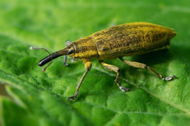 Yaban hayatı. Evren. Güzel böcekler. Böcekler, örümcekler, kelebekler ve diğer güzel böcekler.
