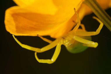 Yaban hayatı. Evren. Güzel böcekler. Böcekler, örümcekler, kelebekler ve diğer güzel böcekler.