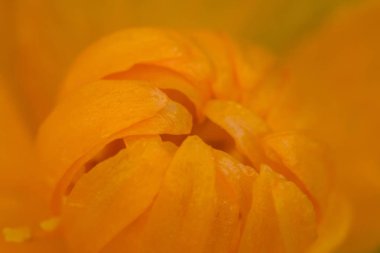 Yaban hayatı. Evren. Çiğ güzel çiçekler üzerinde bırakır. Gözyaşları, arka planlar