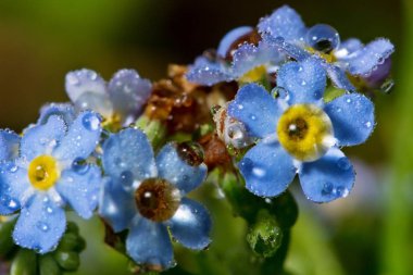 Yaban hayatı. Evren. Çiğ güzel çiçekler üzerinde bırakır. Gözyaşları, arka planlar