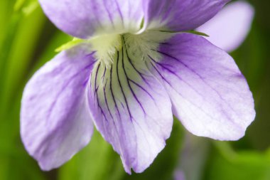 Yaban hayatı. Evren. Çiğ güzel çiçekler üzerinde bırakır. Gözyaşları, arka planlar
