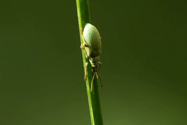 野生动物 美丽的昆虫 蝴蝶和其他美丽的昆虫 — 图库照片