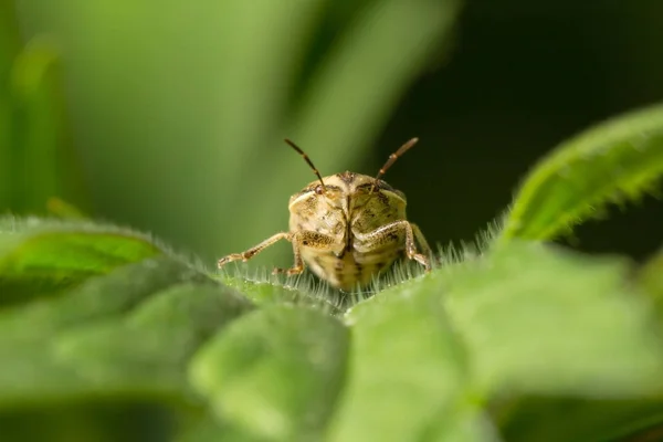 Wildlife. Macrocosm. Beautiful insects. Bugs, spiders, butterflies and other beautiful insects.