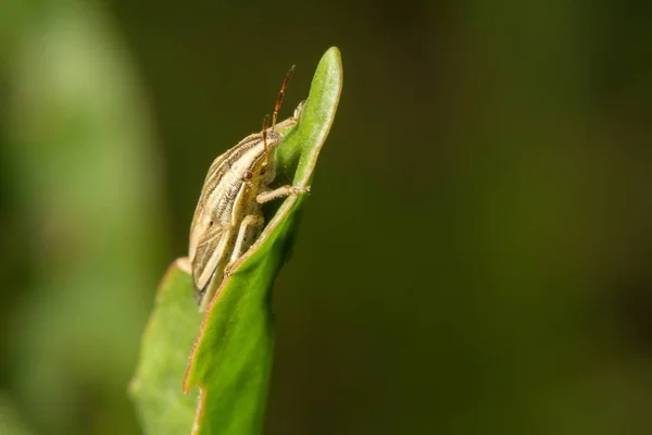 Dieren Het Wild Macrokosmos Mooie Insecten Insecten Spinnen Vlinders Andere — Stockfoto