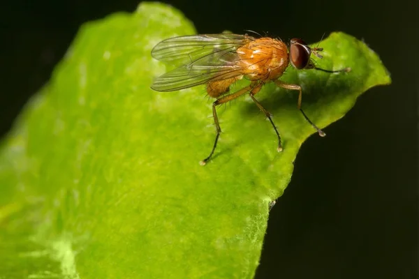 Wildtiere Makrokosmos Schöne Insekten Käfer Spinnen Schmetterlinge Und Andere Schöne — Stockfoto