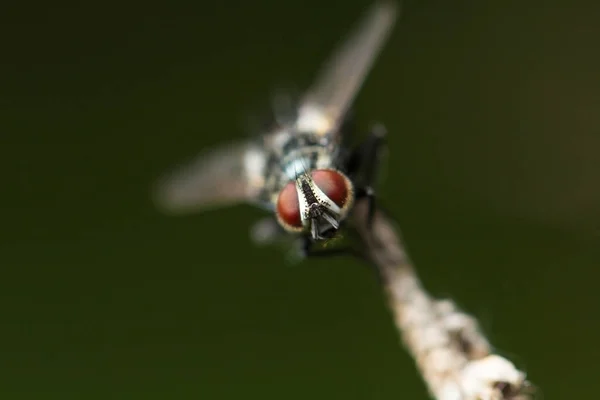 Volně Žijících Živočichů Makrokosmu Krásný Hmyz Chyby Pavouci Motýli Další — Stock fotografie