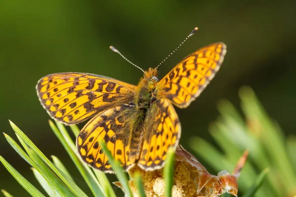 Wildtiere Makrokosmos Schöne Insekten Käfer Spinnen Schmetterlinge Und Andere Schöne — Stockfoto