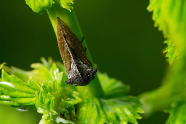 Wildlife. Macrocosm. Beautiful insects. Bugs, spiders, butterflies and other beautiful insects.