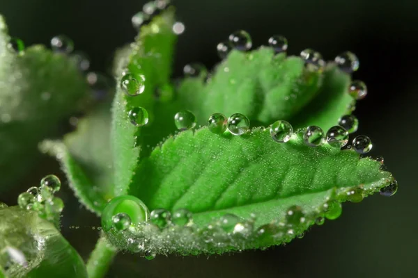 Dieren Het Wild Macrokosmos Dauw Druppels Mooie Bloemen Tranen Achtergronden — Stockfoto