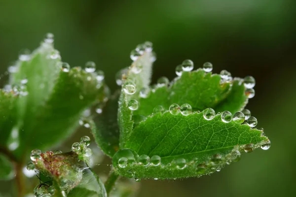 Wildlife Macrocosm Dew Drops Beautiful Flowers Tears Backgrounds — Stock Photo, Image