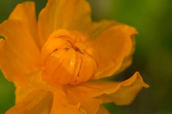 Wildlife Macrocosm Dew Drops Beautiful Flowers Tears Backgrounds — Stock Photo, Image