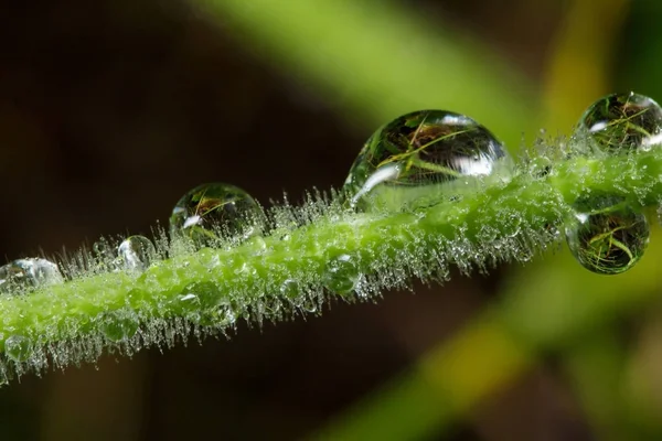 Yaban hayatı. Evren. Çiğ güzel çiçekler üzerinde bırakır. Gözyaşları, arka planlar