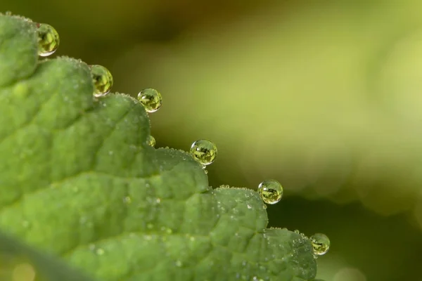 Dieren Het Wild Macrokosmos Dauw Druppels Mooie Bloemen Tranen Achtergronden — Stockfoto