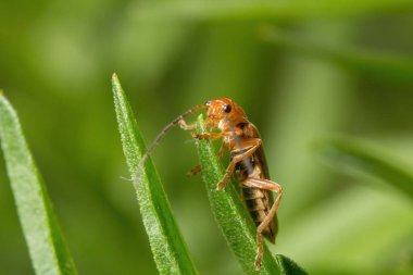 Evren. Arka plan, kavram ve fikir. Böcek, sinek, böcek. Yeni bir hayat.