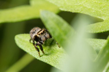 Evren. Arka plan, kavram ve fikir. Güzel örümcek racer, yeni hayat