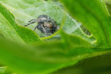 Evren. Arka plan, kavram ve fikir. Güzel örümcek racer, yeni hayat