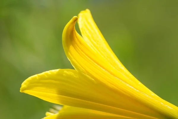 Macrocosm. Background, Concept and idea. Beautiful yellow flower. New life.