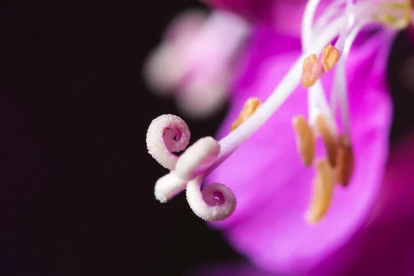 Vida Selvagem Bela Flor Perto Macrocosmo — Fotografia de Stock
