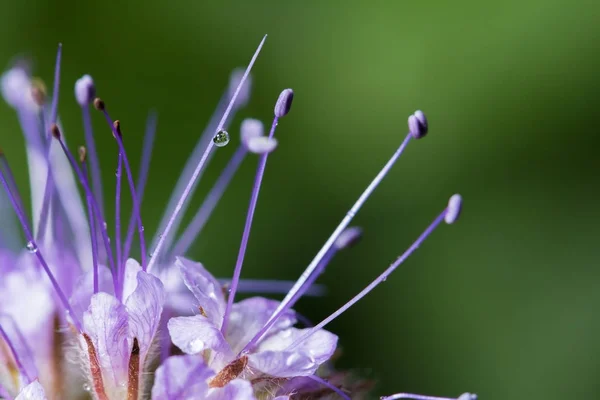 Wildtiere Schöne Blume Aus Nächster Nähe Makrokosmos — Stockfoto