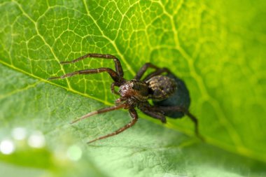 Evren. Bir örümcek ve komşu bir lodge bir salyangoz. Vahşi doğa. Böcekler ve çiçekler