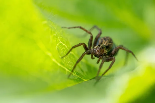 Evren. Bir örümcek ve komşu bir lodge bir salyangoz. Vahşi doğa. Böcekler ve çiçekler