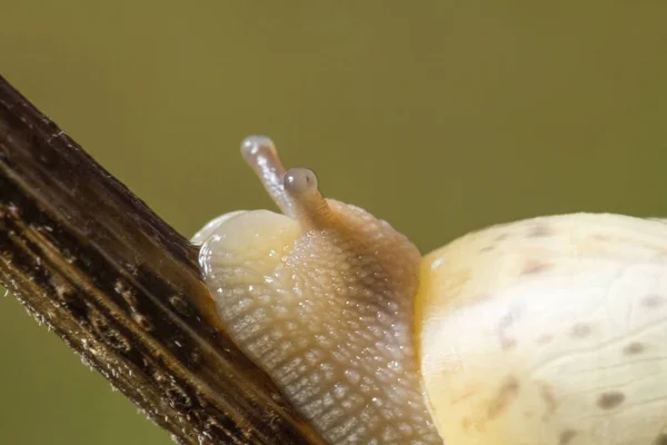 Slowly Accurately Achieve Objectives Only Forward Snail Wildlife — Stock Photo, Image