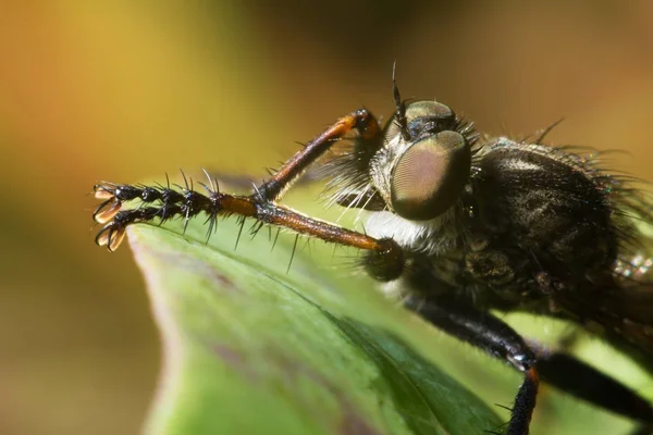 Fly Has Rest Sun Close Wildlife — Stock Photo, Image