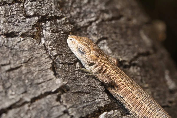 Sound Sleep Basked Sun Lizard Basked Sun Tranquillity — Stock Photo, Image