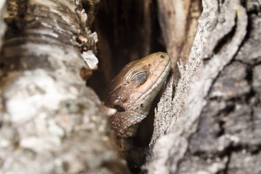 Ses uyku. Güneşte basked için. Kertenkele güneşte basked. Huzur
