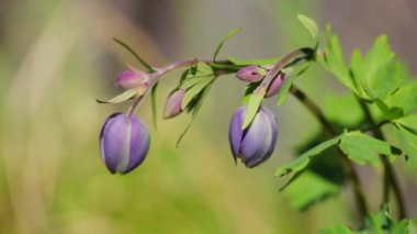 Güzel dağ çiçekleri. Muhteşem dağ bitkileri yakın ve inanılmaz güzel çiçekler.