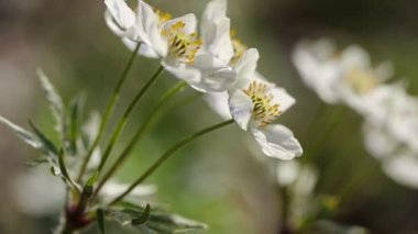 Güzel dağ çiçekleri. Muhteşem dağ bitkileri yakın ve inanılmaz güzel çiçekler.