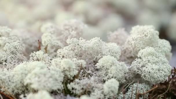 Flores de montaña finas. Magnífica vegetación de montaña de cerca y flores fantásticamente hermosas — Vídeos de Stock