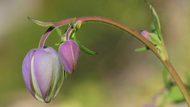 De belles fleurs de montagne. Magnifique végétation de montagne près et des fleurs fantastiquement belles — Video