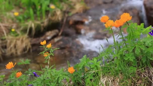 De belles fleurs de montagne. Magnifique végétation de montagne près et des fleurs fantastiquement belles — Video