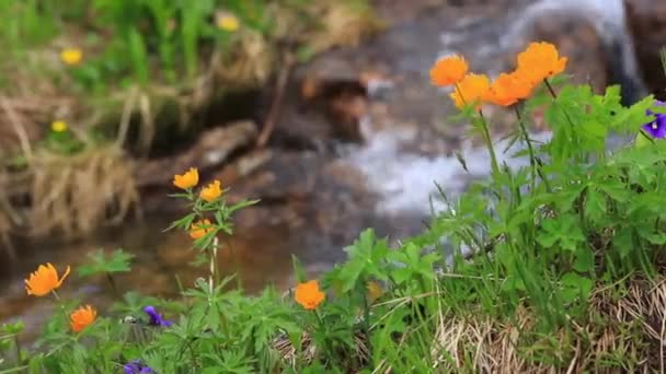 Fine mountain flowers. Magnificent mountain vegetation close up and fantastically beautiful flowers — Stock Video